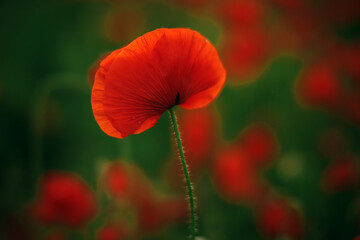 Fototapeta premium Słoneczne kupie pole otoczone wzgórzami. Czerwone kwiaty. Czas letni.