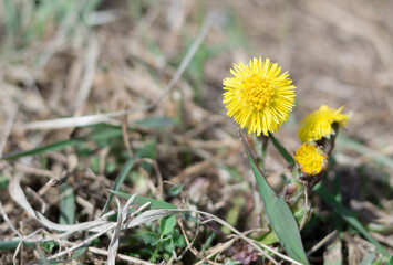 Small Yellow Flowers