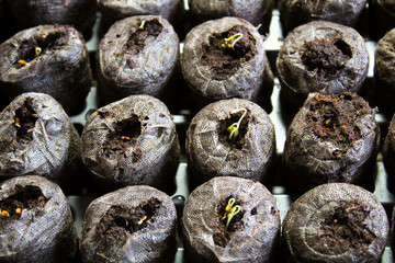 Seedlings sprouting in starter pods