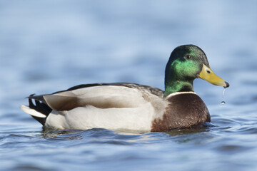 Mallard Male