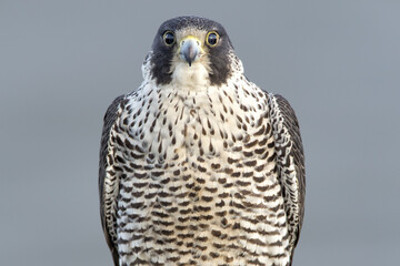Peregrine Falcon Headshot