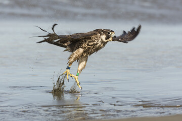 peregrine taking flight after bathing