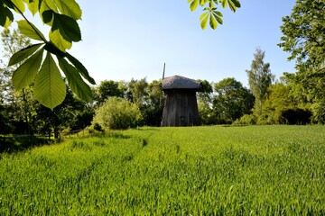 Green corn young corn and old wooden mill © FotoRugenwaldeFX