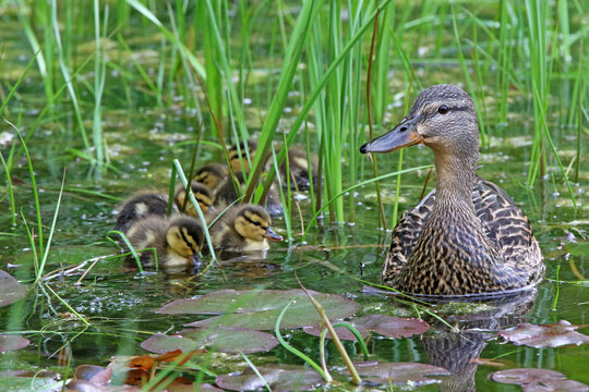 caneton colvert