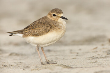 Mountain Plover