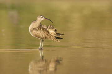 Whimbrel Preening