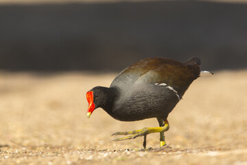 Common Gallinule