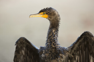 Dpuble-crested Cormorant Wing Drying