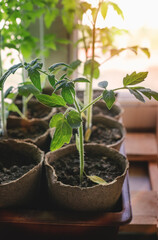 tomato seedling growing in a container on the window in the excavation of the soil at sunset.