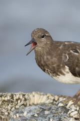 Black Turnstone Calling