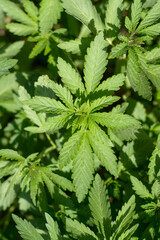 Young hemp plants