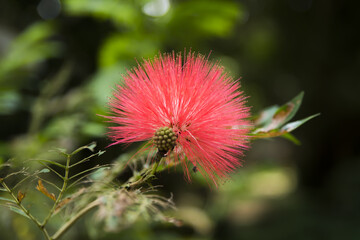 Red Powder Puff flower