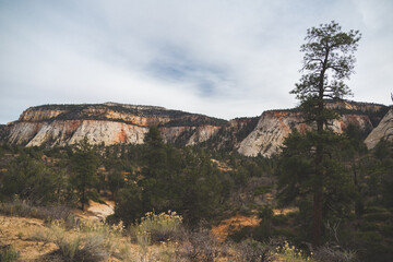 Fototapeta na wymiar Zion National Park Landscapes