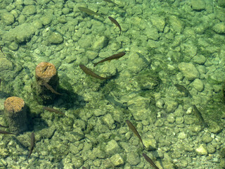 Fish in clear lake, close up