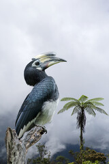 Oriental pied hornbill.