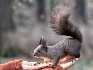  Forest squirrel eats nuts from  hand