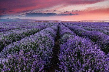 Lavender field summer landscape.Floral background