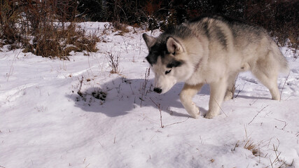 siberian husky