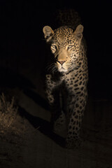 Naklejka premium Portrait of leopard walking in the darkness hunting