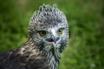 Close up head of a Changeable Hawk-Eagle