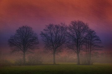 Naklejka premium A group of trees with picturesque effect
