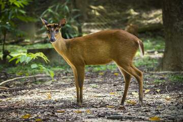 Muntiacus muntjak or fea's barking deer.