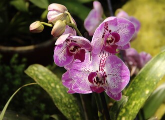 Orchid