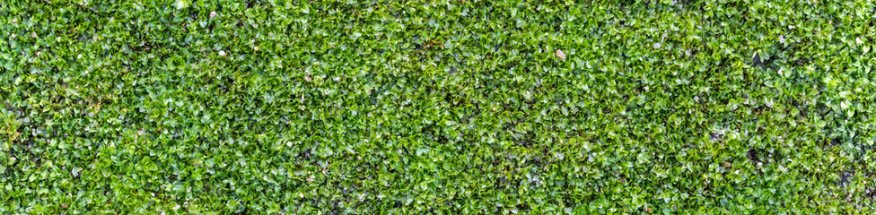 Obraz premium Fundo com musgo verde.