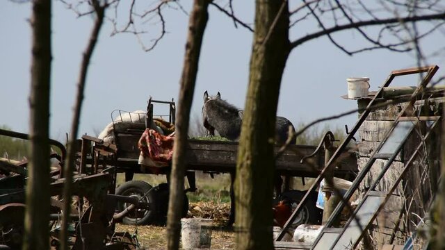  horse  strapped to a trailer in a junkyard to eat