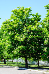 Fototapeta na wymiar Blossoming chestnut tree