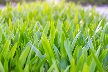 green grass close-up