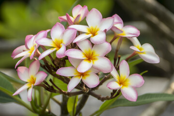 frangipani flower on the tree.