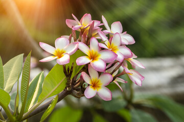 frangipani flower on the tree.
