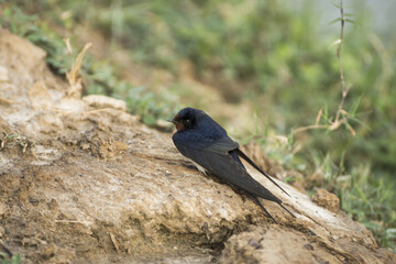 Barn Swallow (Hirundo rustica)