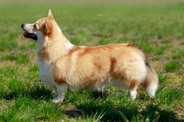 Welsh Corgi Pembroke