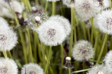 Blooming dandelion on a green background