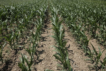 Naklejka premium Cultivation of maize