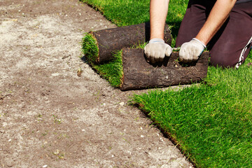 Green lawn grass in rolls