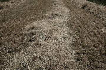 alfalfa cultivation