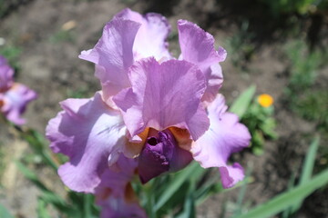 Fototapeta premium Iris germanica violet flower