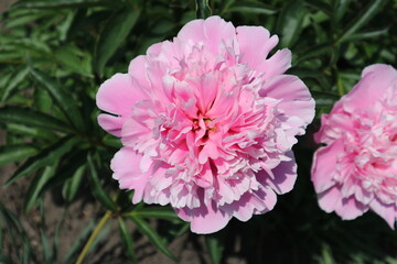 Obraz premium Pink peony flower