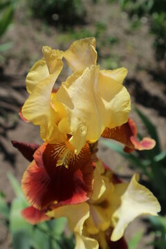 Iris germanica 'Country Charm' wine yellow flower