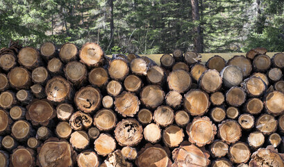 the woodpile in the forest