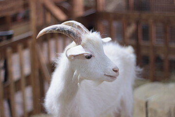 Obraz premium Smile goats.