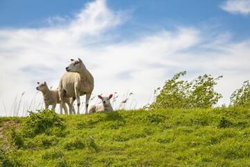 Naklejka premium sheep pasture countryside scenery Holland Hiking Landscape