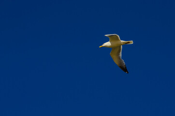 Obraz premium An American herring gull flying against a dark blue sky at Grand Haven, Michigan
