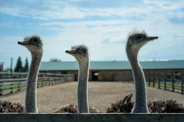Foto op Plexiglas Struisvogel drie grappige struisvogels op de achtergrond van de boerderij