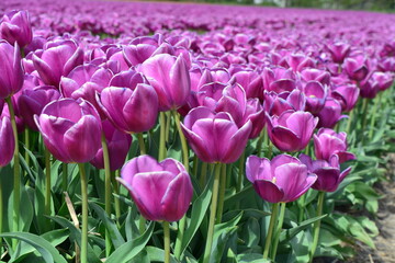 Purple tulips in a tulip field in Holland