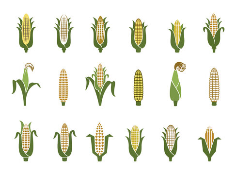 Corn icons. Vector illustration isolated on white background. Concept for organic products label, harvest and farming, grain, bakery, healthy food.