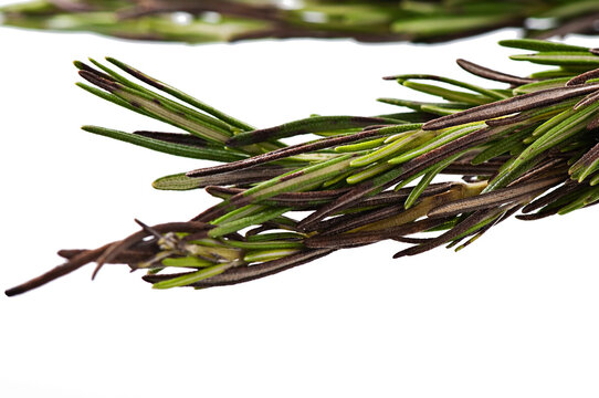 Rosemary isolated on white background, spices.